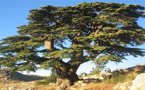 LE CÈDRE DU LIBAN